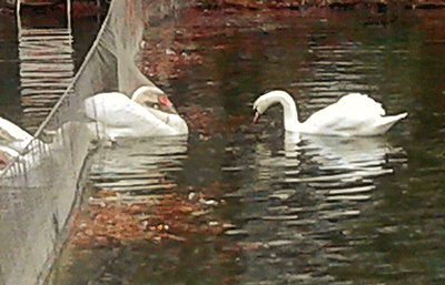 swan lake drama